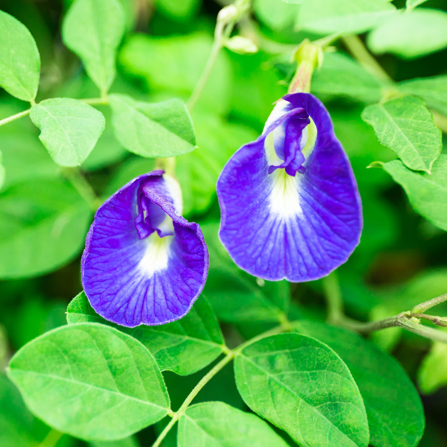 אפונת הפרפר Clitoria ternatea Butterfly pea flower